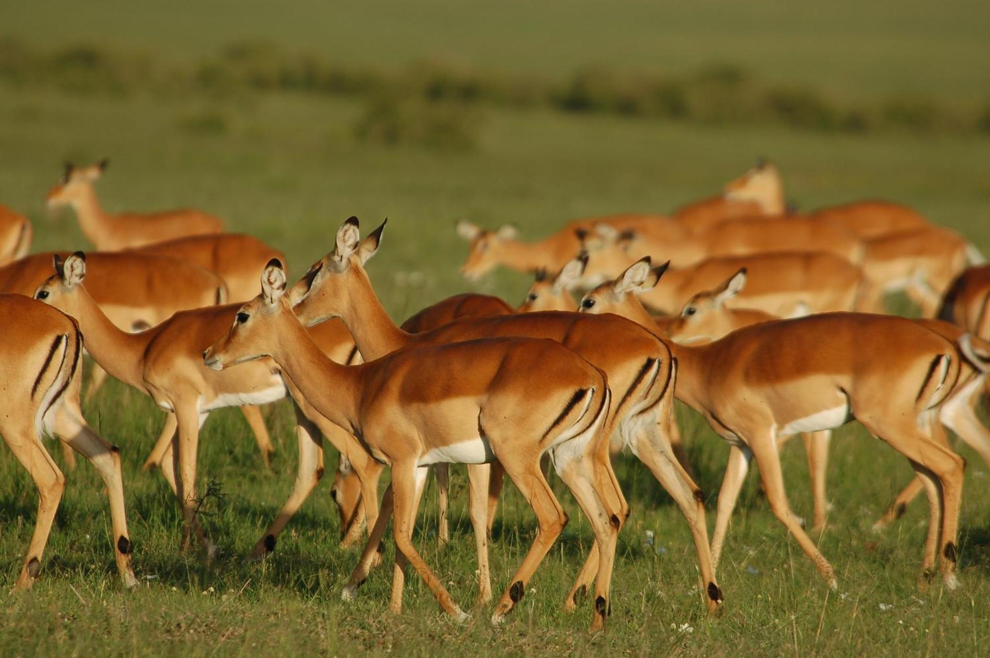 Mara Intrepids Tented Camp Talek Экстерьер фото