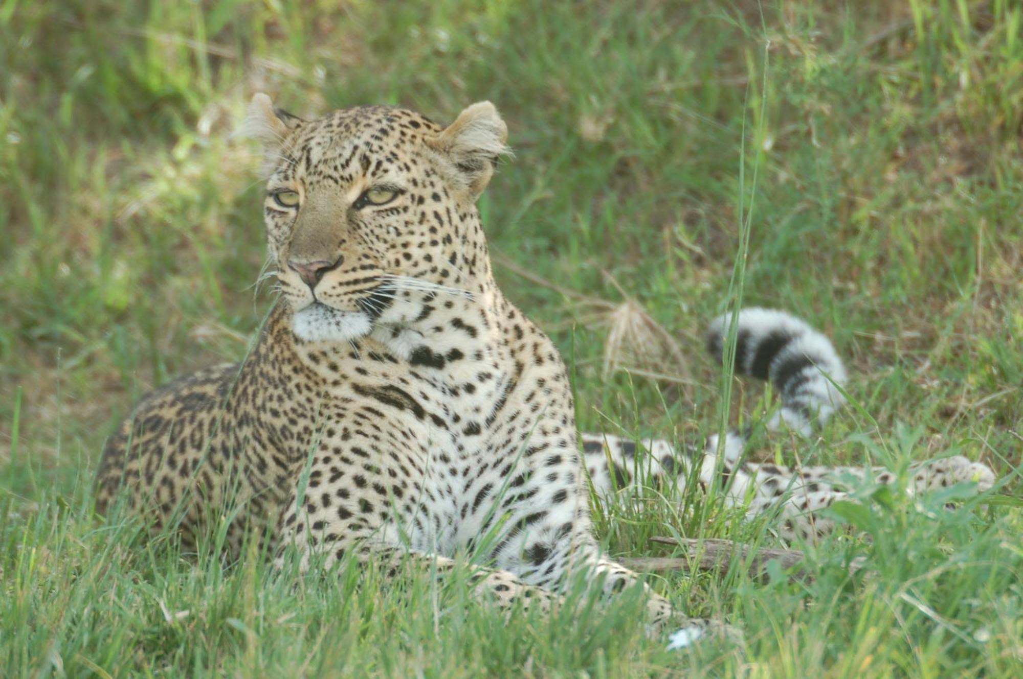 Mara Intrepids Tented Camp Talek Экстерьер фото