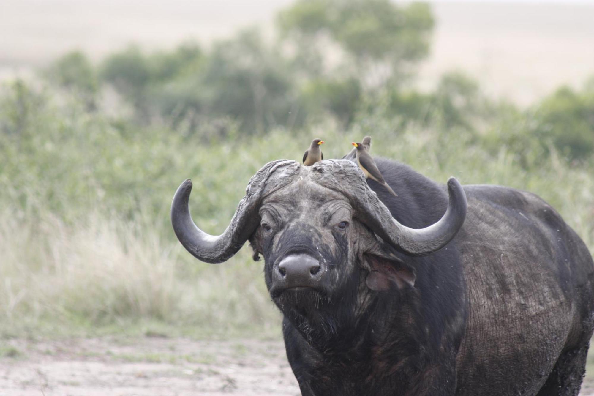 Mara Intrepids Tented Camp Talek Экстерьер фото
