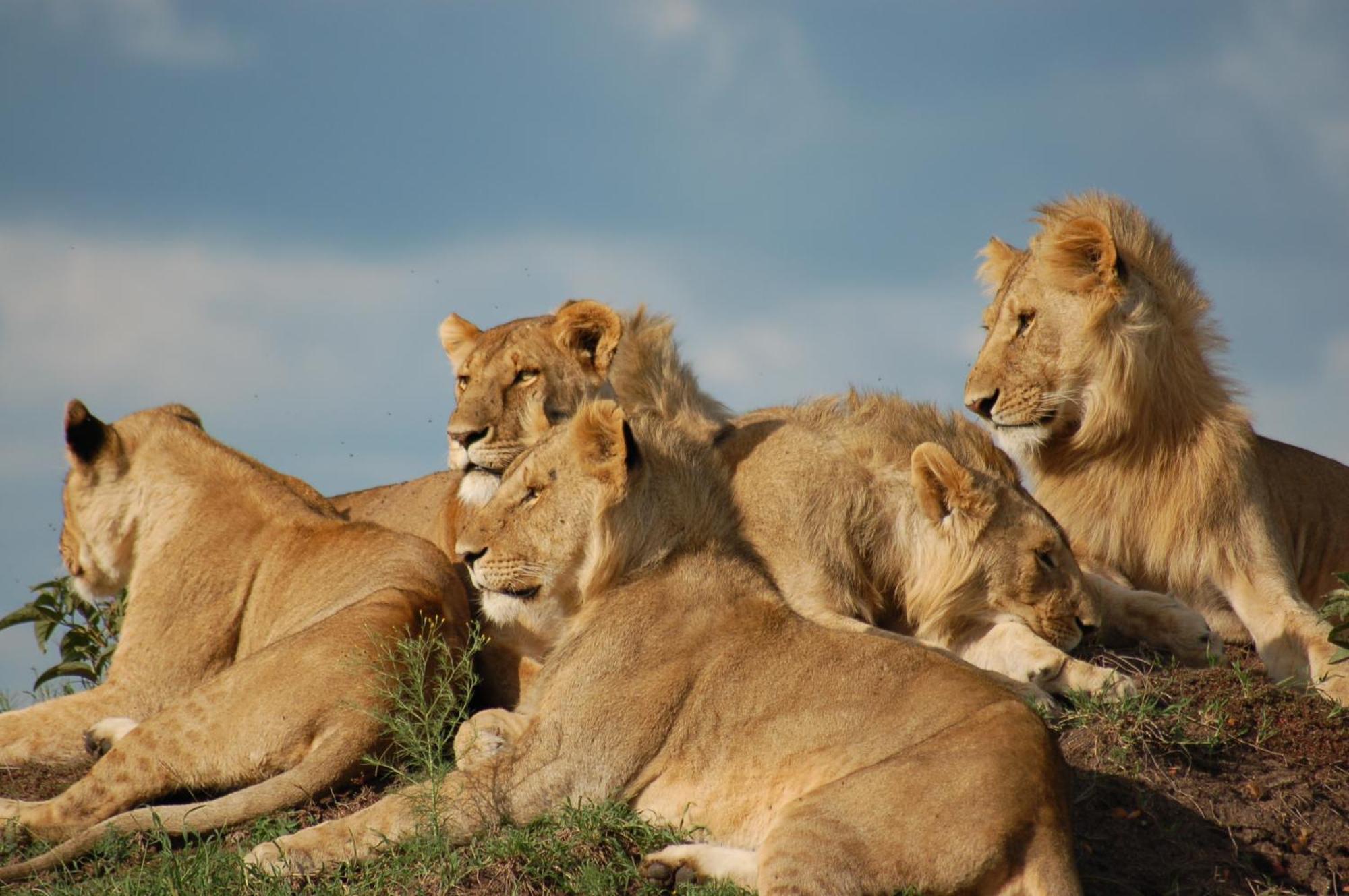 Mara Intrepids Tented Camp Talek Экстерьер фото