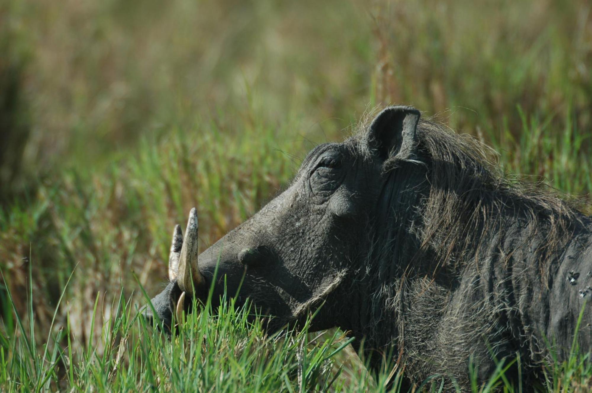 Mara Intrepids Tented Camp Talek Экстерьер фото