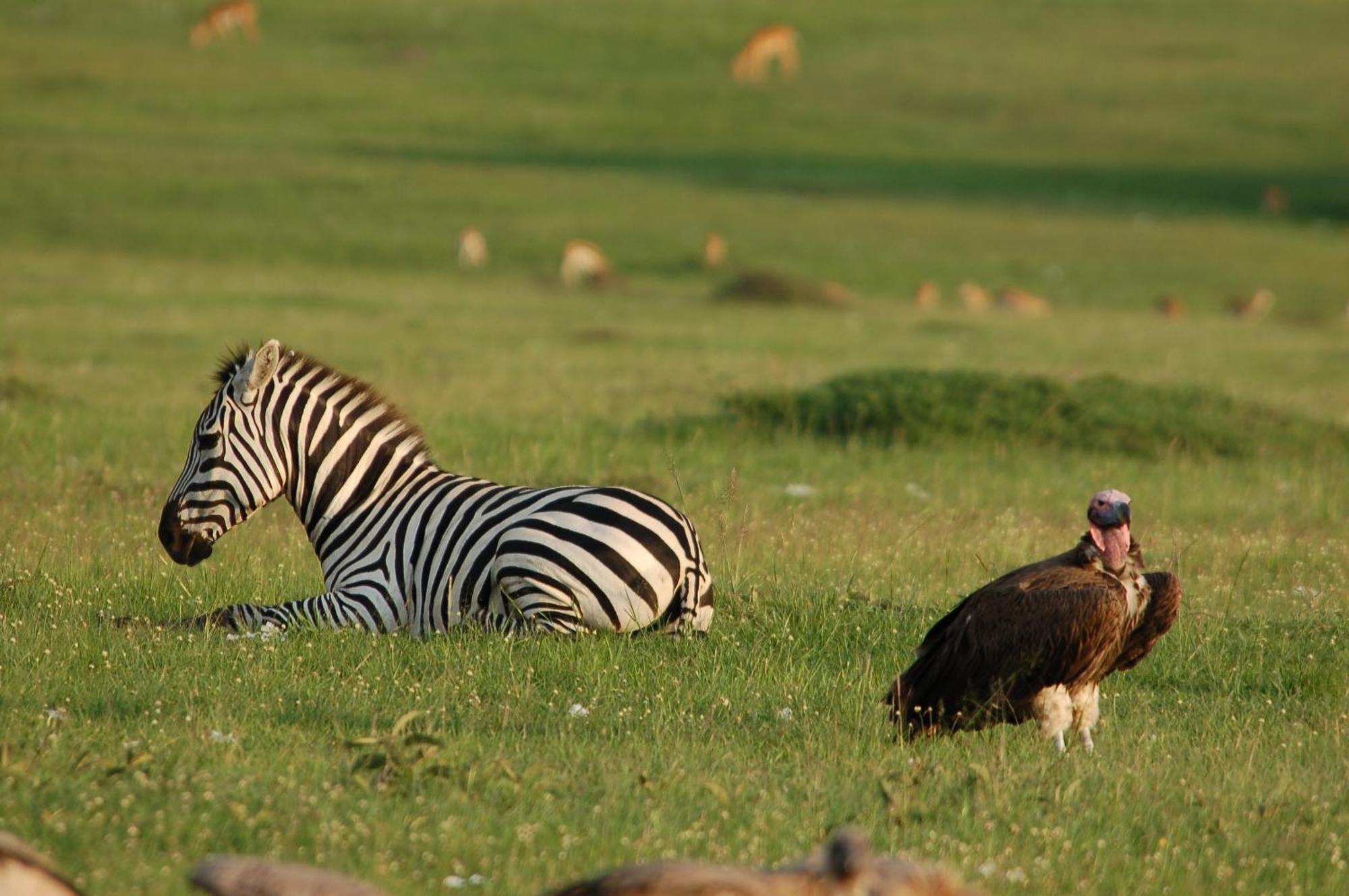 Mara Intrepids Tented Camp Talek Экстерьер фото